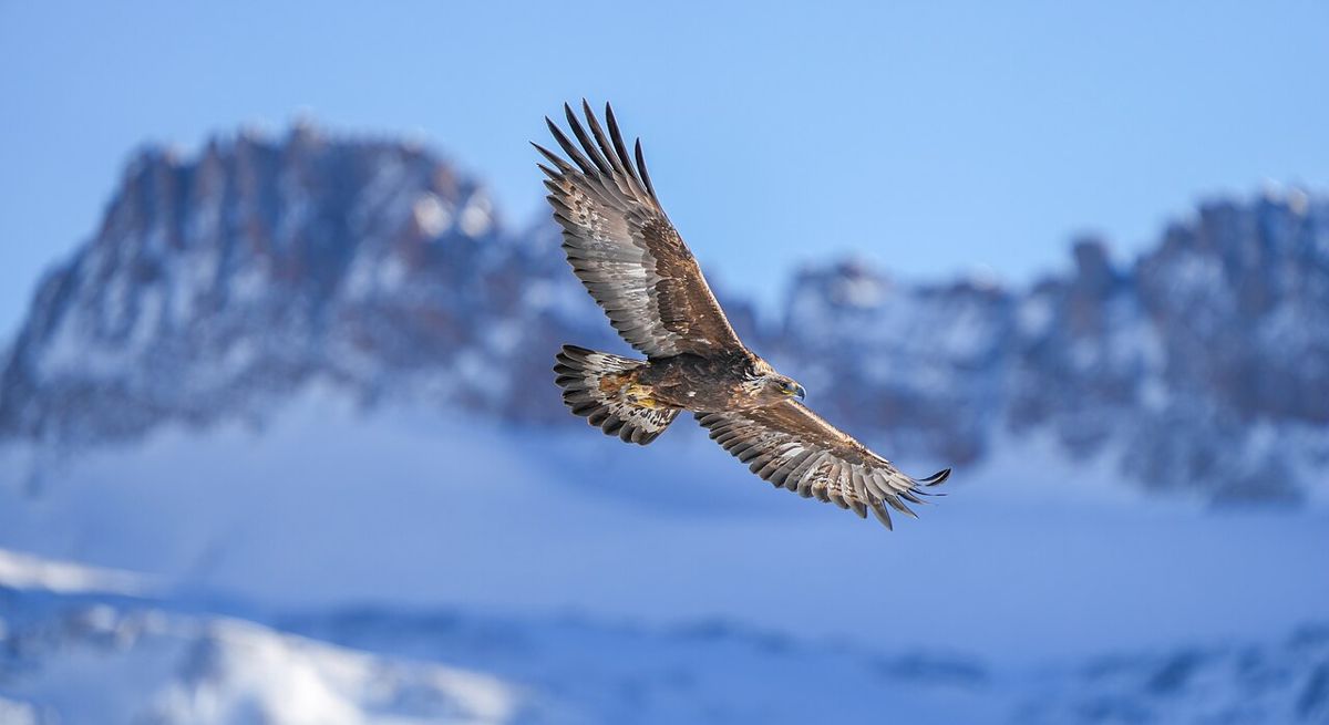 Golden eagle in flight above snowy peaks