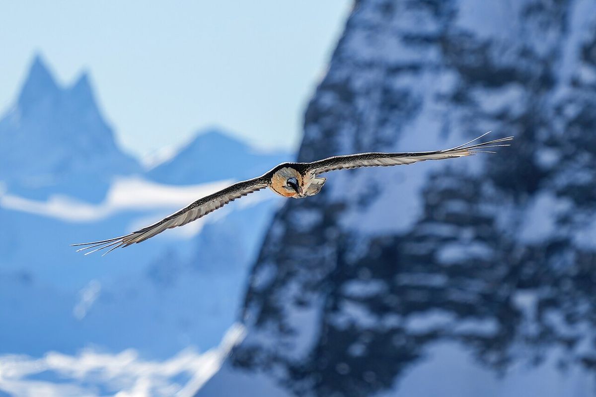 Bearded vulture soaring along a mountain ridge