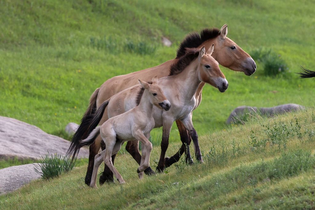 Przewalski's horses with a foal on a grassy Mongolian hillside