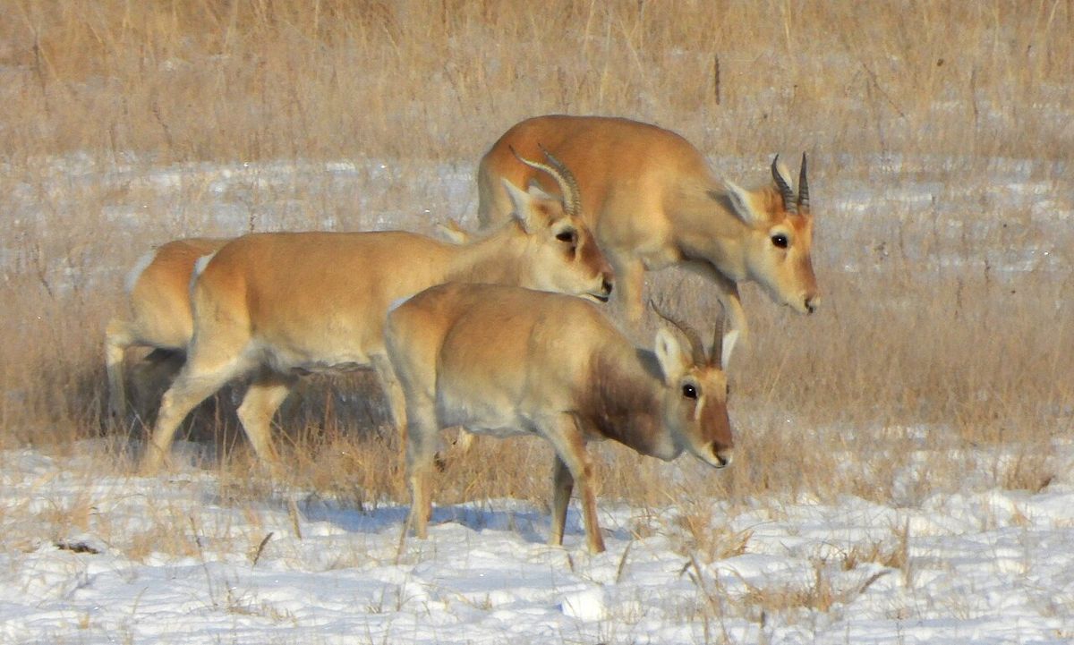 Mongolian gazelles on winter steppe